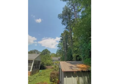 Professional local tree service