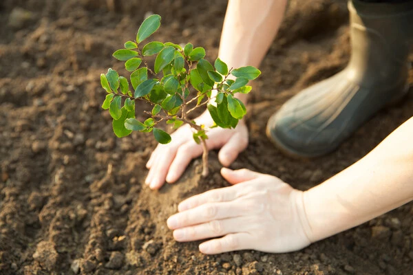 Tree Planting Service