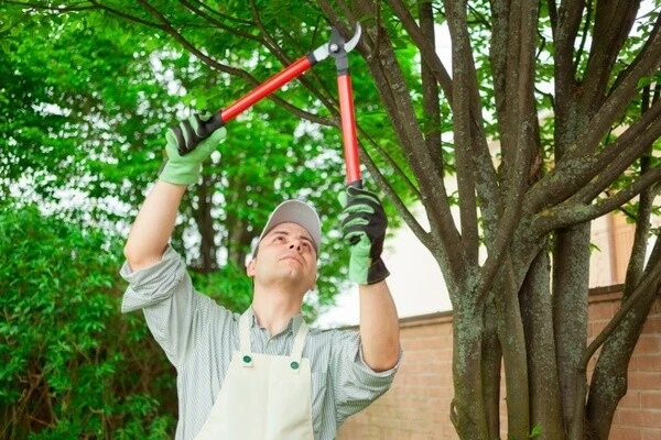Tree Trimming