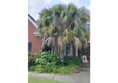 Trusted tree expert