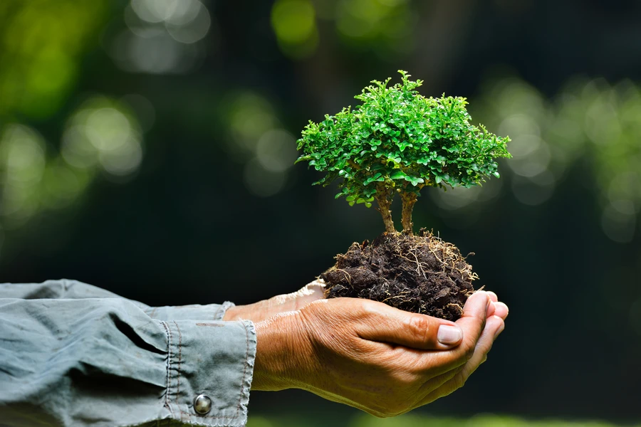 Affordable Tree Planting Service Columbia, SC Affordable Tree Planting Service Columbia, SC