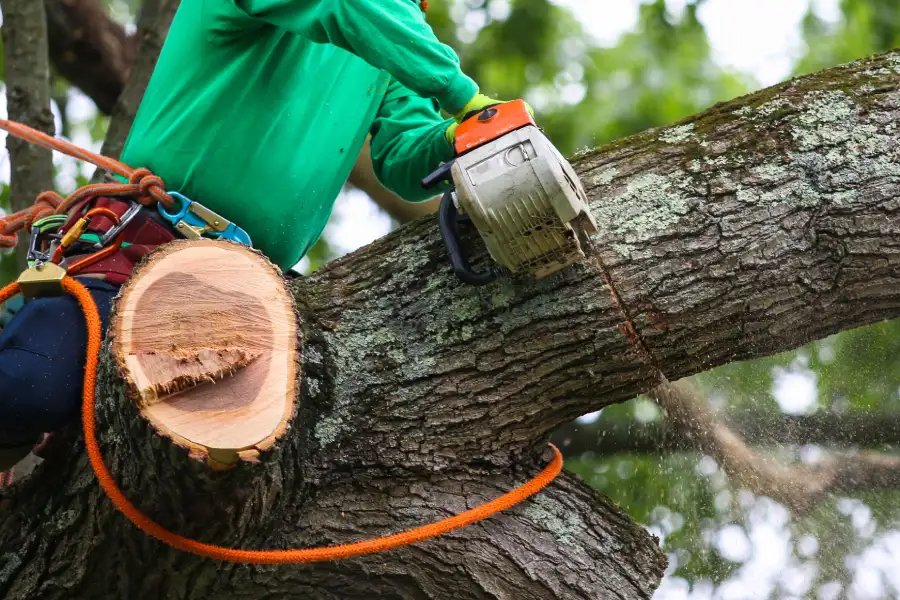 Experienced Tree Trimming Columbia, SC