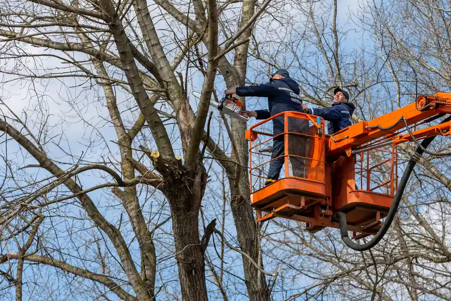 Premium Tree Removal Columbia, SC Premium Tree Removal Columbia, SC