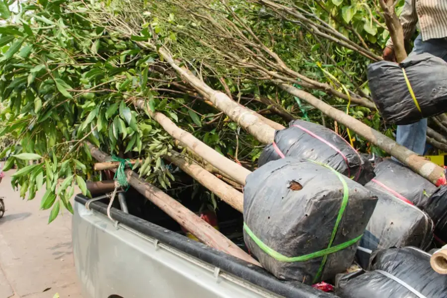 Professional Tree Planting Service Columbia, SC Professional Tree Planting Service Columbia, SC