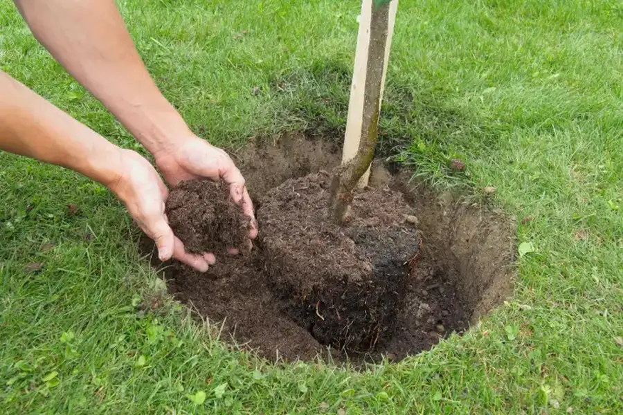 Superior Tree Planting Service Columbia, SC Superior Tree Planting Service Columbia, SC