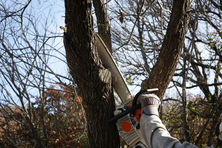 What To Expect During A Tree Removal Process Columbia, SC