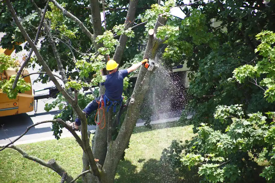 What To Expect During A Tree Removal Process in Columbia, SC